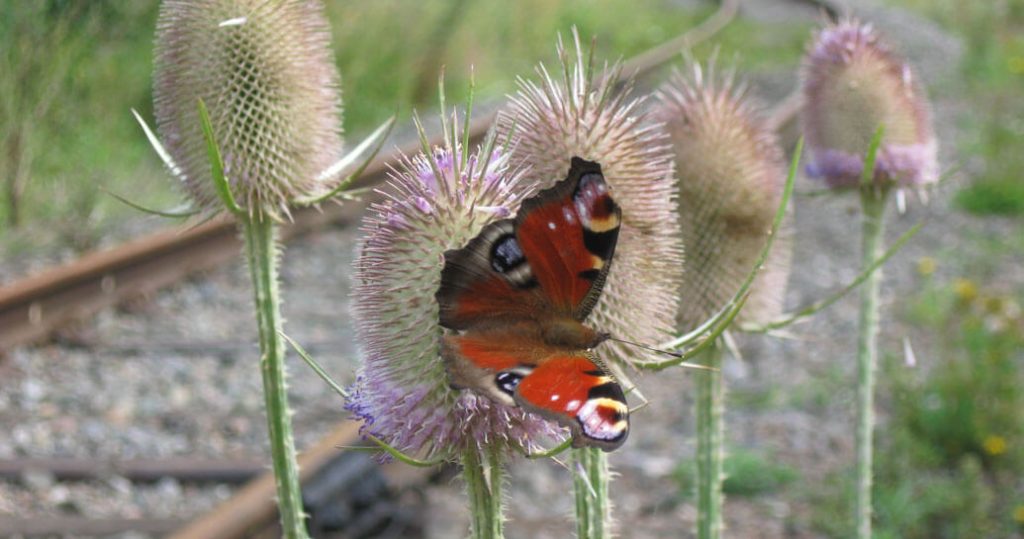 Butterfly on a plant