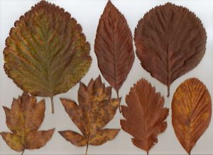 Western whitebeam leaves