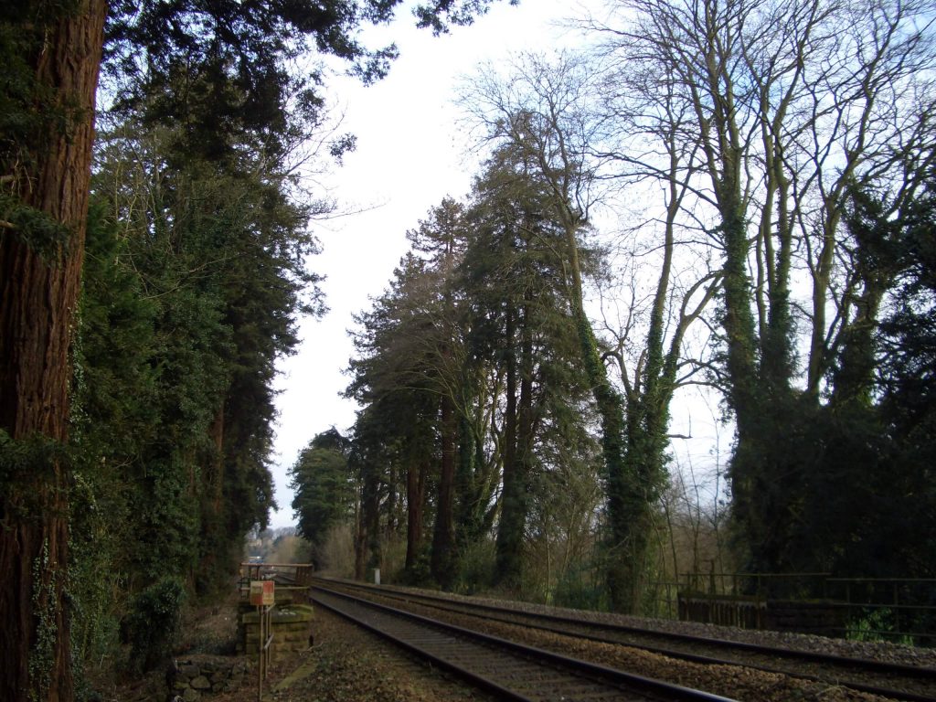 Trees around tracks