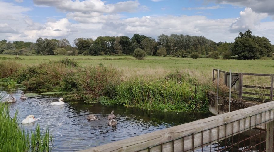 天鹅在萨顿Hoo珍宝的踪迹的水中游泳，白天