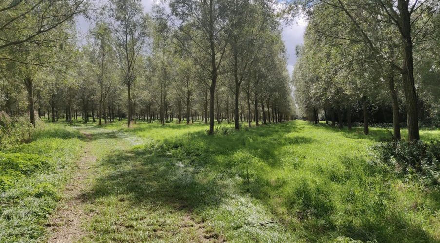 萨顿胡宝藏小径上的一片空地，白天